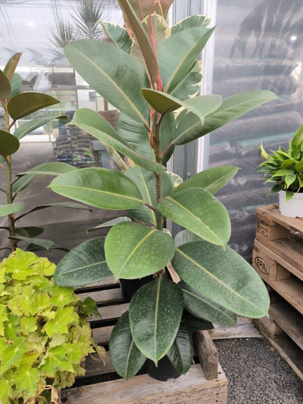 Ficus elastica