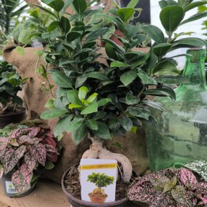 Ficus ginseng