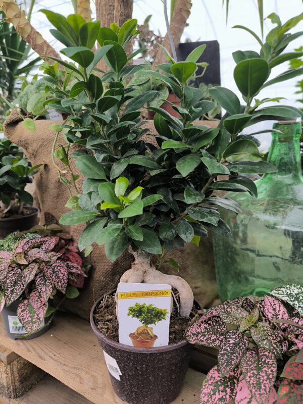 Ficus ginseng