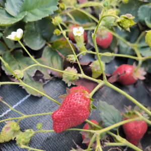 Fraisier gento