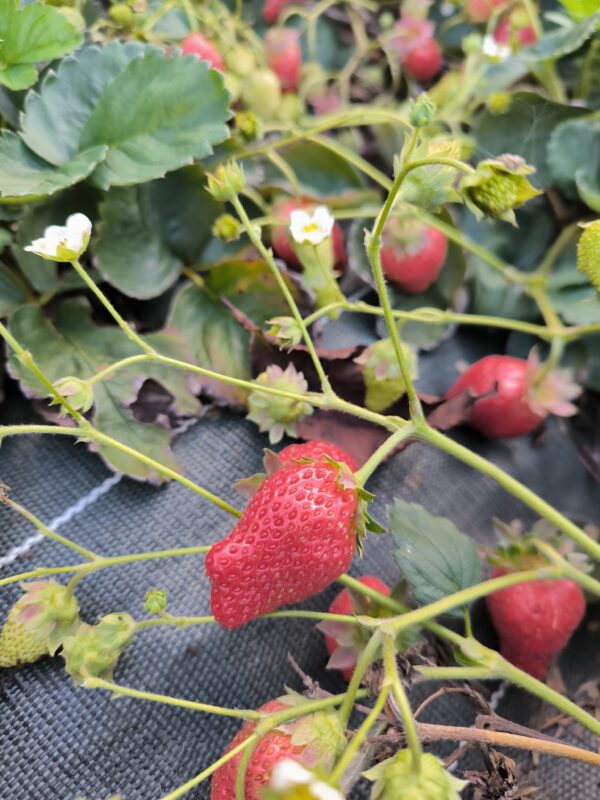 Fraisier gento
