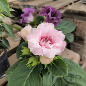 Gloxinia