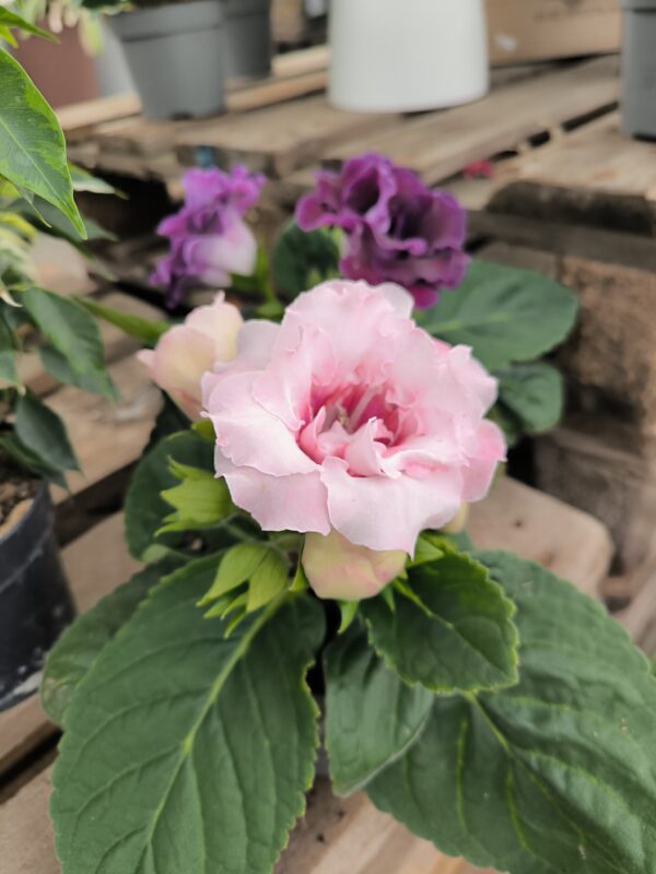 Gloxinia