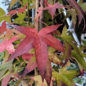Liquidambar