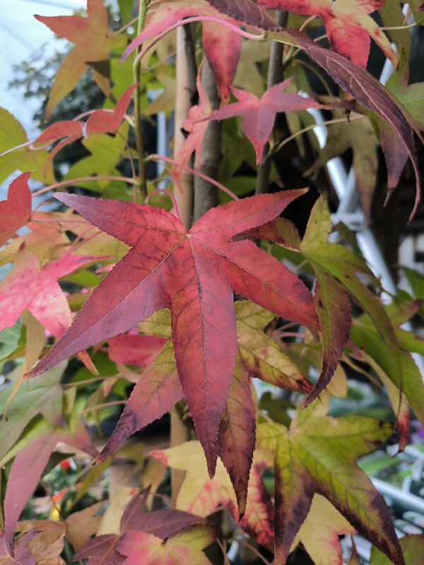 Liquidambar
