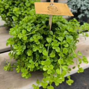 Pilea depressa