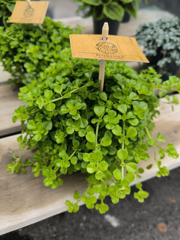Pilea depressa