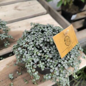 Pilea glaucophylla