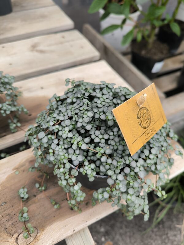 Pilea glaucophylla