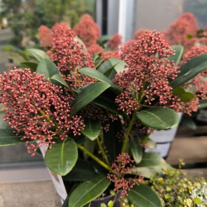 Skimmia