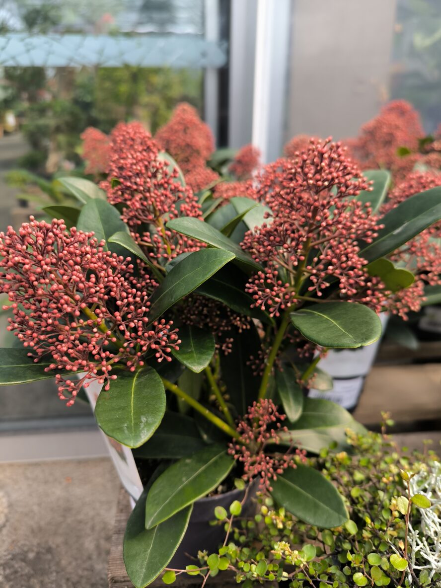 Skimmia