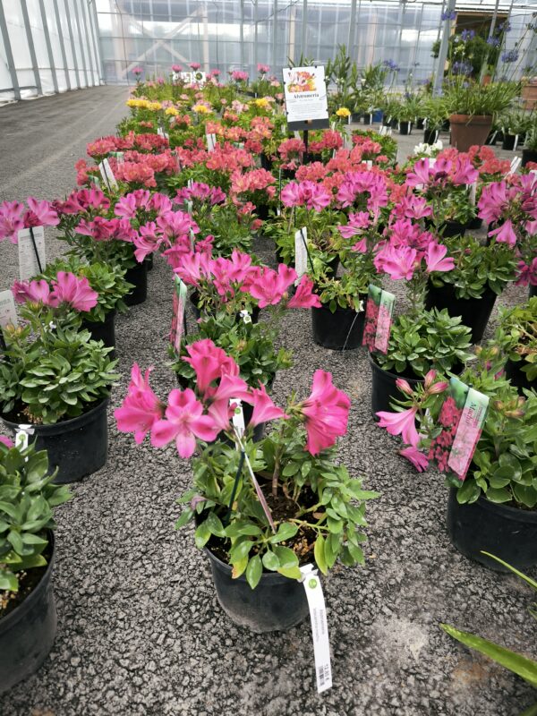 Alstroemeria 2