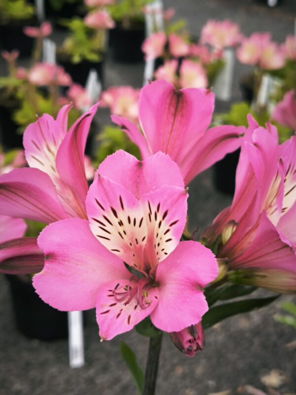Alstroemeria