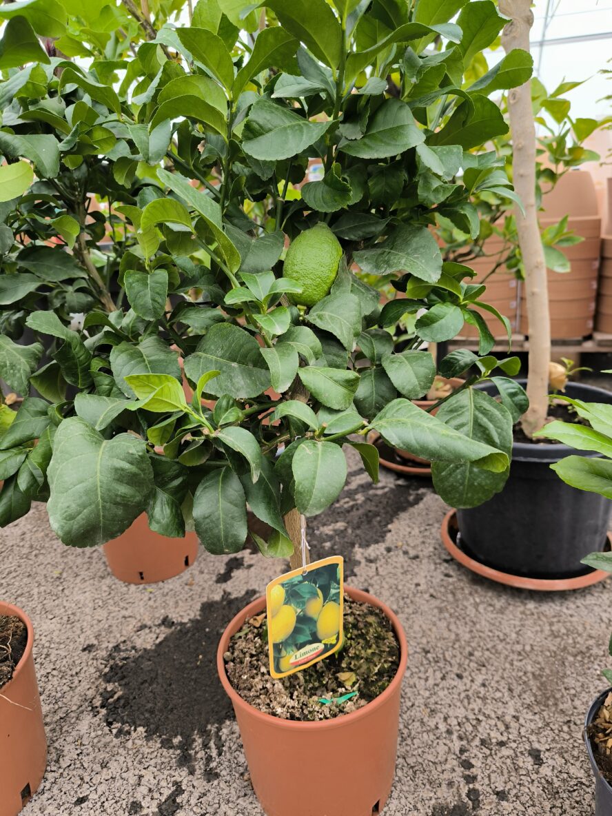 Citron jaune 4 saisons