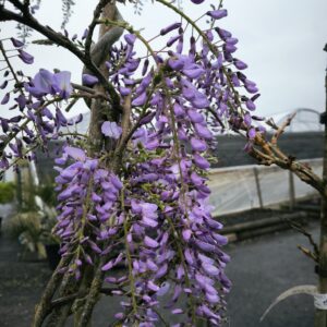 Glycine
