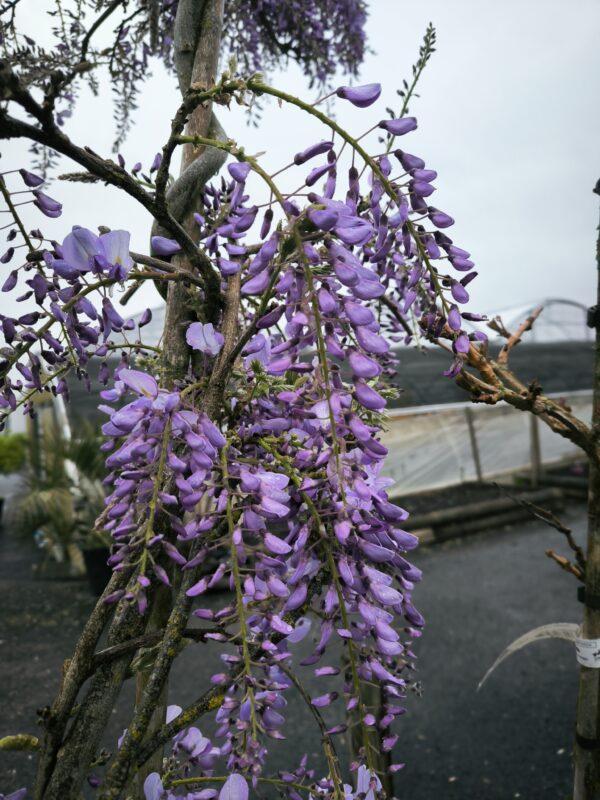 Glycine