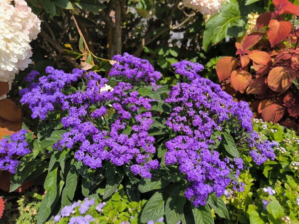 Heliotrope