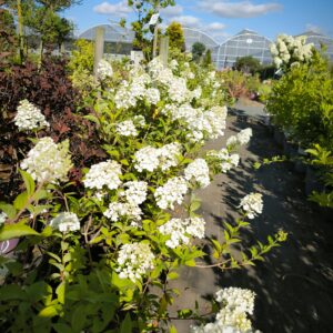 Hydrangea paniculata