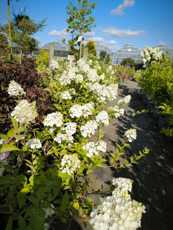 Hydrangea paniculata