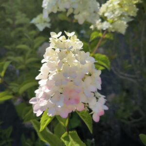 Hydrangea paniculata vanille fraise
