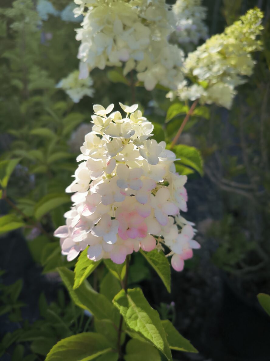 Hydrangea paniculata vanille fraise