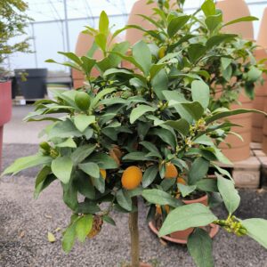 Kumquat
