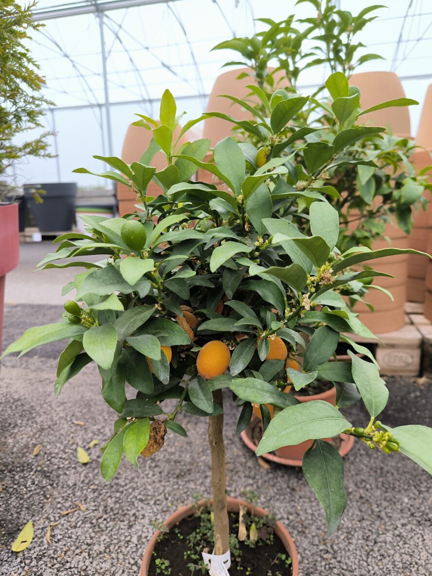 Kumquat