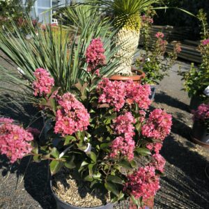 Lilas des indes