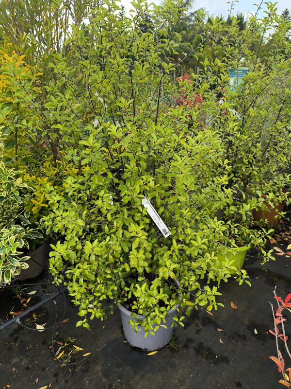 Pittosporum tenuifolium