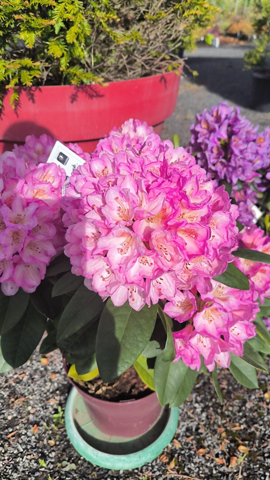 Rhododendron