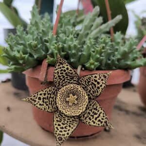 Stapelia 2