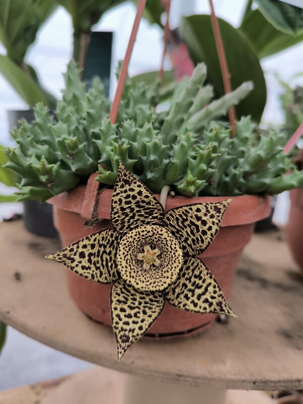 Stapelia 2