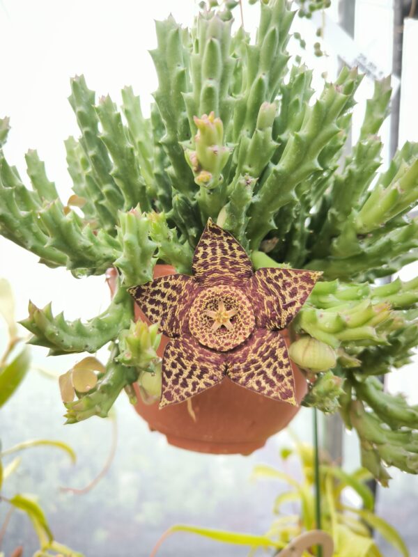 Stapelia