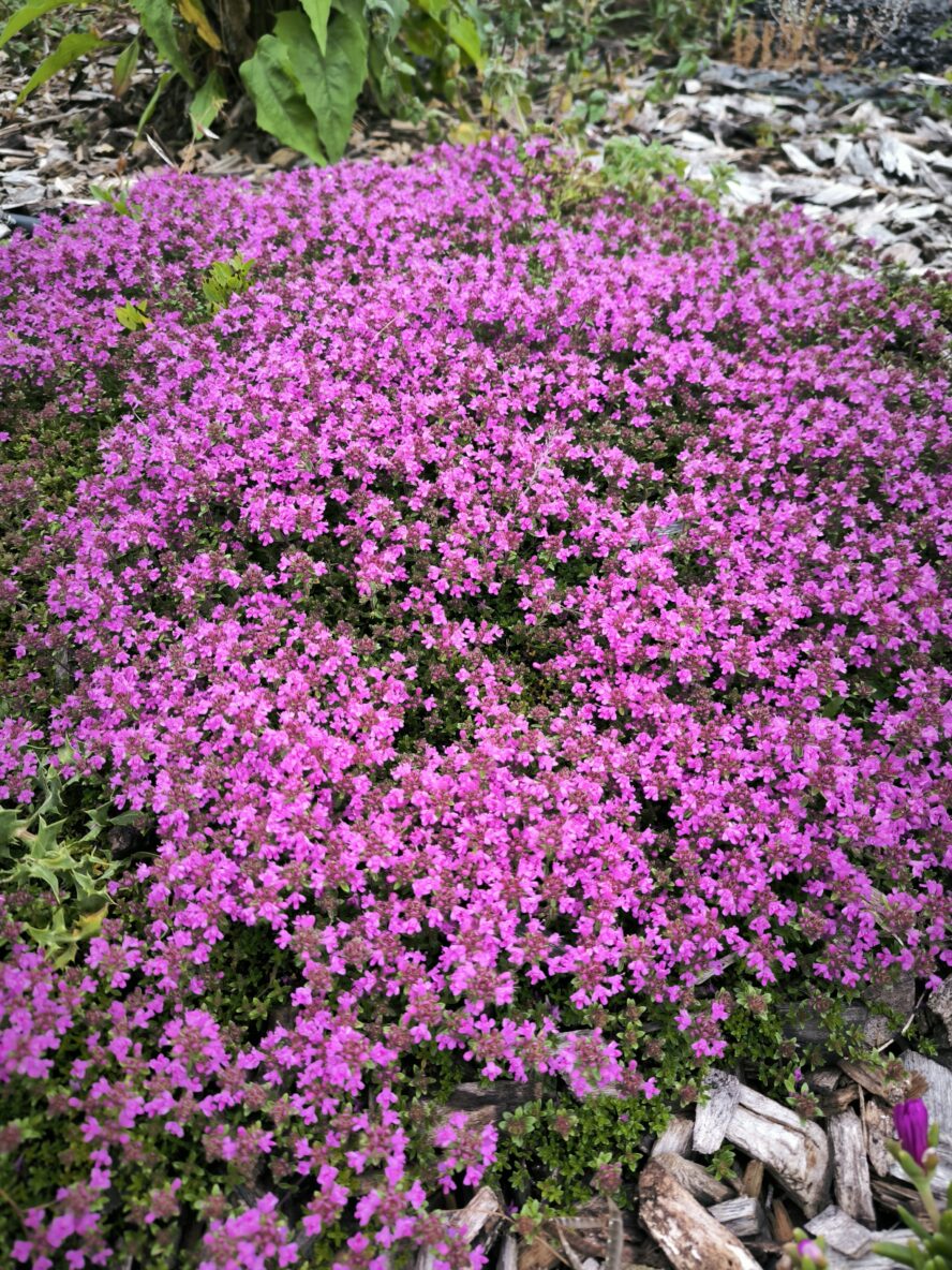 Thym serpolet