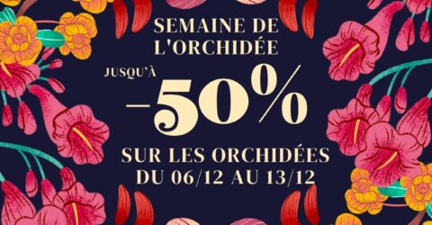 Exposition d’orchidées du 06 au 13 décembre - image0 (1)