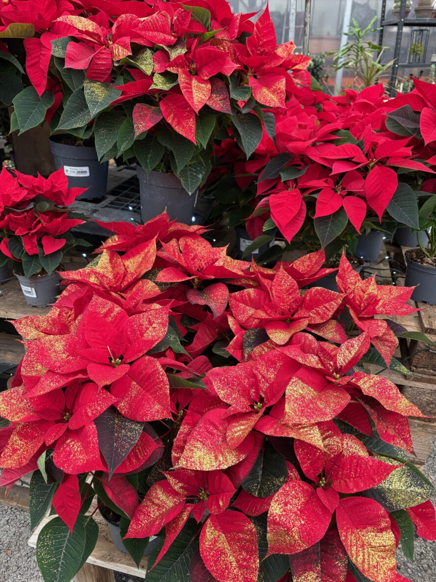 Poinsettia - Poinsettia 1