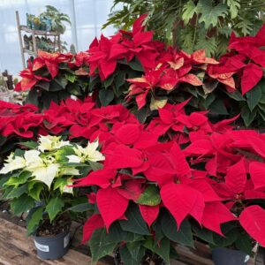 Poinsettia - Poinsettia 2