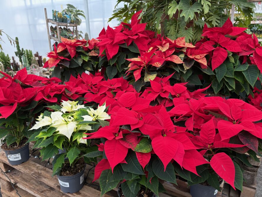 Poinsettia - Poinsettia 2