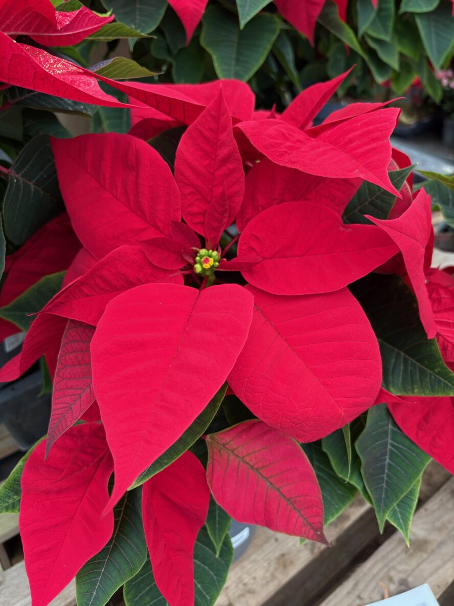 Poinsettia - Poinsettia
