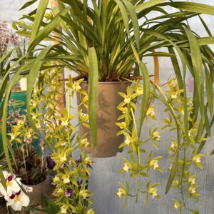 Cymbidium cascade - image