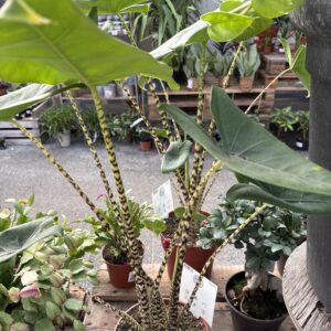 Alocasia zébrina - image