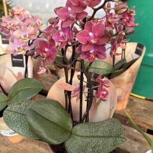 Phalaenopsis odorante (orchidée) - image