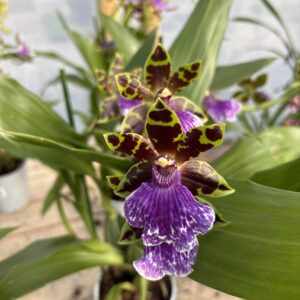 Zygopetalum (orchidée) - image