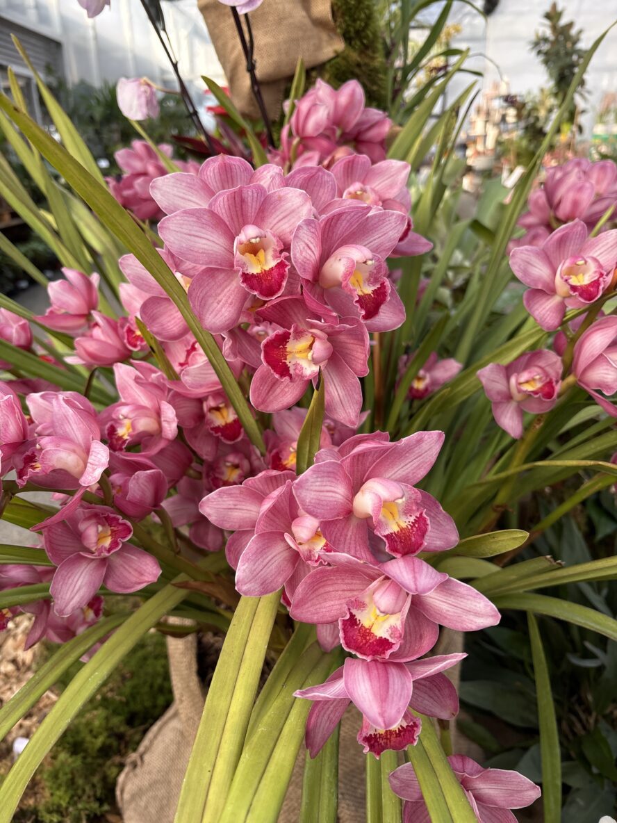 Cymbidium (orchidée) - image