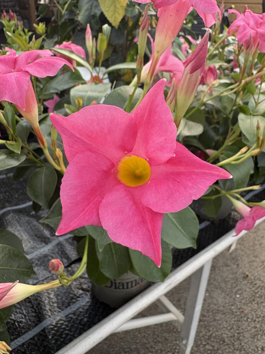 image00023