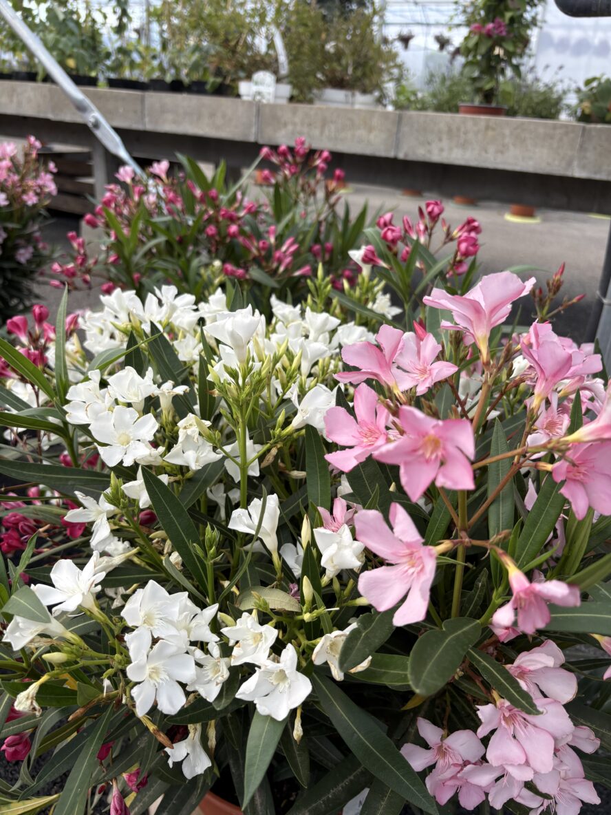 image00025